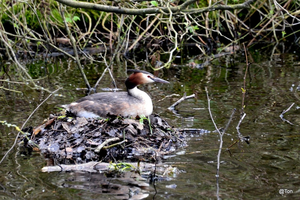 DSC_0878 (Edited).JPG - Fuut op het nest